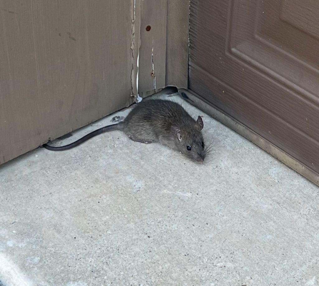 Mouse standing near the bottom of a garage door.