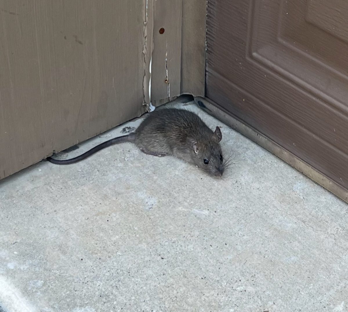 Mouse standing near the bottom of a garage door.